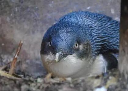 企鹅和人类争居住地，新西兰政府苦恼：该拯救谁？